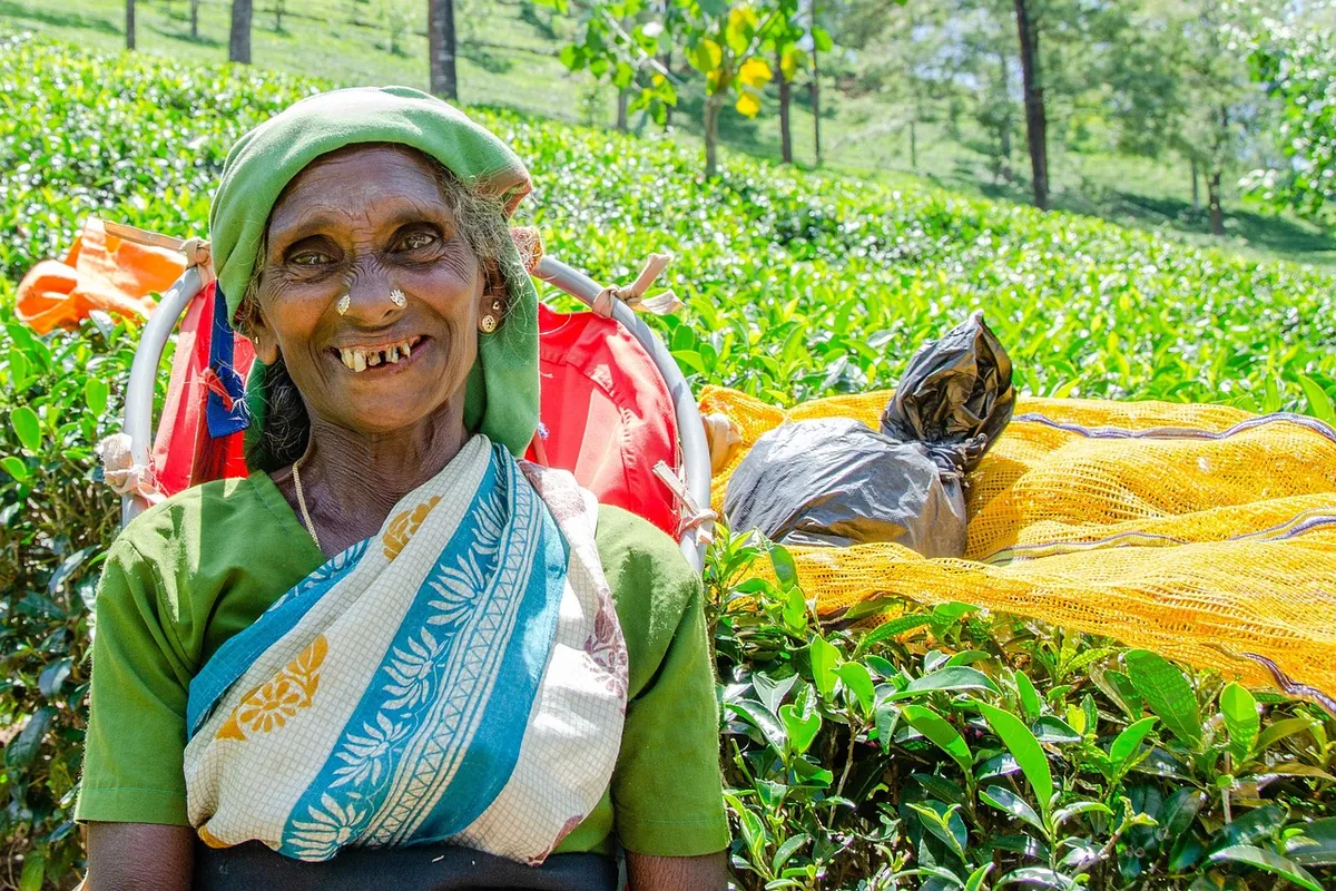tea picking lady, tea leaves, job, nuwara eliya, sri lanka, leaves, plant, nature, plantation, business, worker, crop, hard work, green business, green work, gr