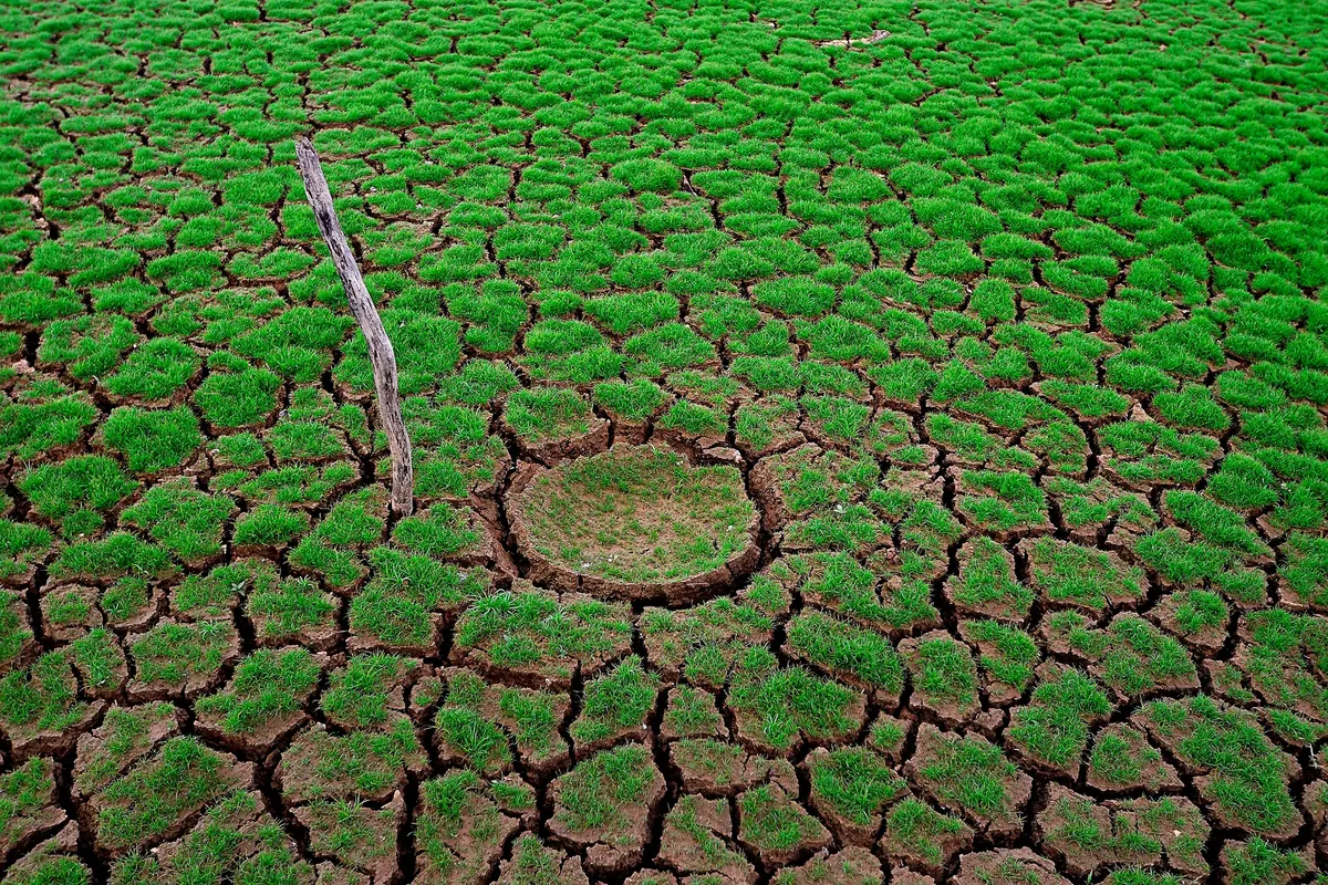 Cracked dry earth with patchy green growth, illustrating drought impact.