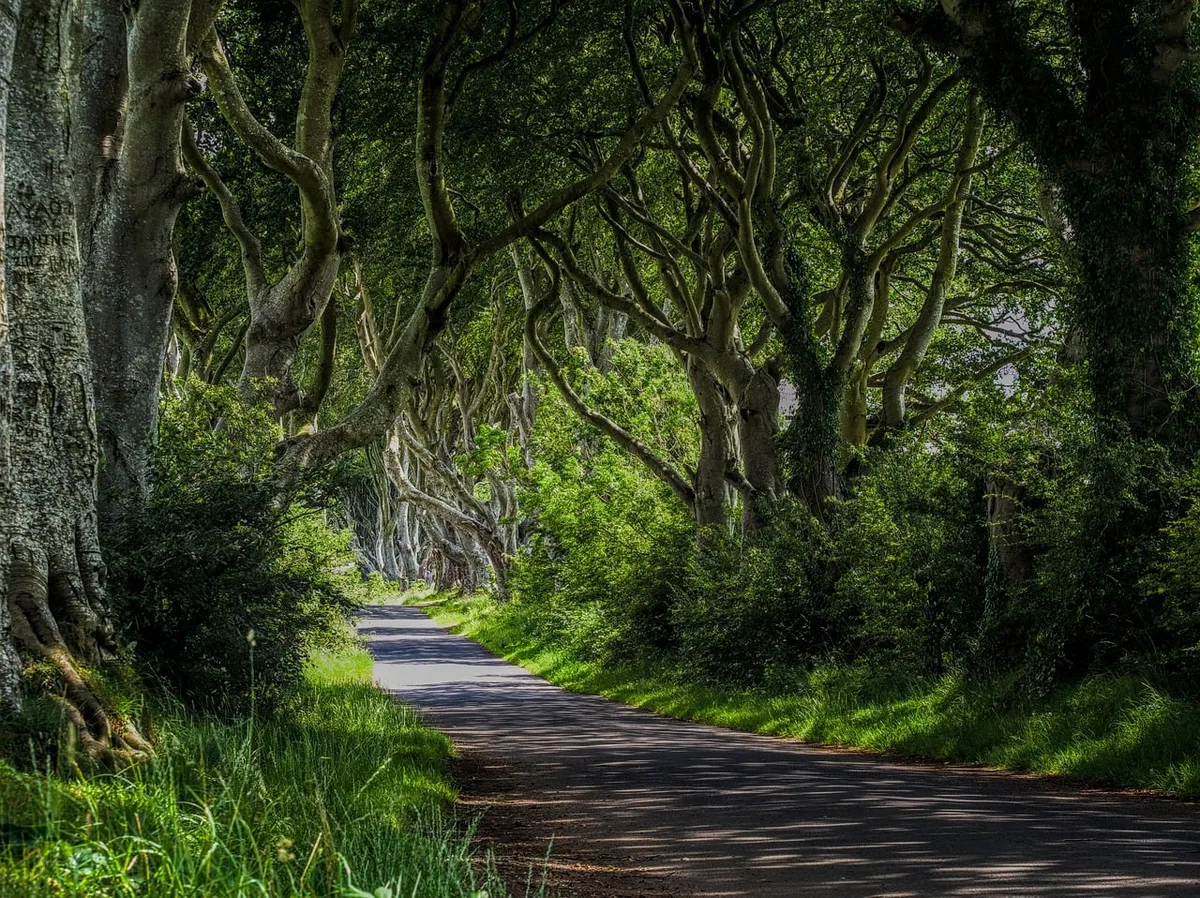 nature, trees, ireland, hedge, alley, photography, forest, scenery, arched alley, film location, gothic, natural tunnel, landscape, hiking, pathway, tourist att