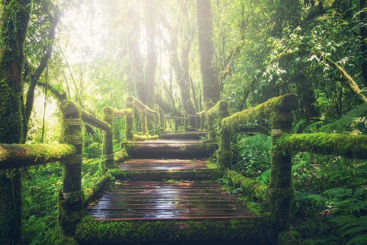 jungle, pathway, steps, way, sunlight, walkway, forest, nature, environment, green, brigh, green nature, green forest, green natural, jungle, jungle, jungle, ju